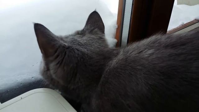 Прикол с британской кошкой смотреть онлайн