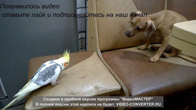 Собака и попугай! смотреть онлайн