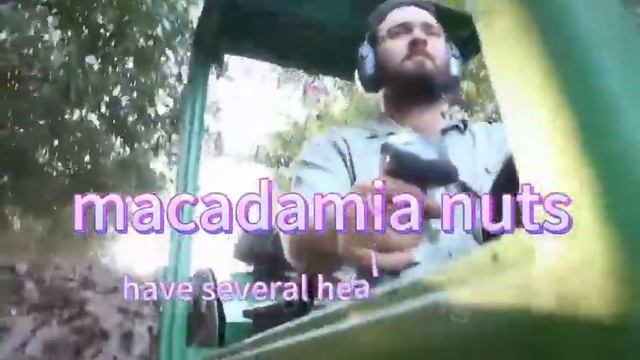 Macadamia Nuts From Australia and sell in Singapore смотреть онлайн