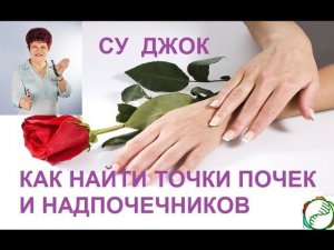 СУ ДЖОК. КАК ПРАВИЛЬНО НАЙТИ ТОЧКИ ПОЧЕК И НАДПОЧЕЧНИКОВ.