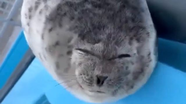 Тюлень улыбается и показывает язык 😝 смотреть онлайн
