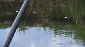 Рыбалка. Лещ на поплавок.