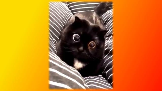 Улыбнитесь. Забавные и смешные. Создай себе хорошее настроение смотреть онлайн