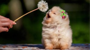 Забавные щенки и собаки для детей и взрослых! Щенки играют, лают, едят, пьют, плавают!