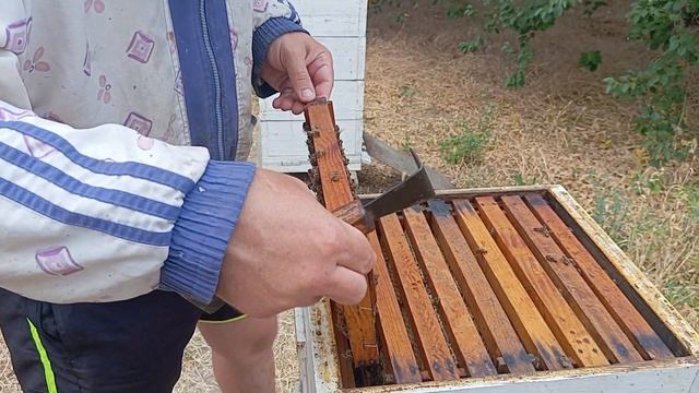 Продолжаем проверять семьи на готовность медовых магазинов к отбору и откачке.