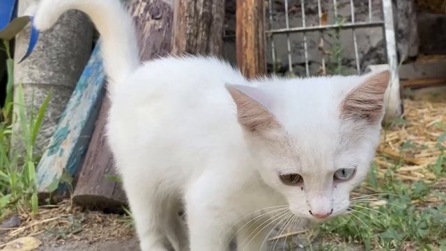 Котёнок Снежок пришёл ко мне в гости поиграть