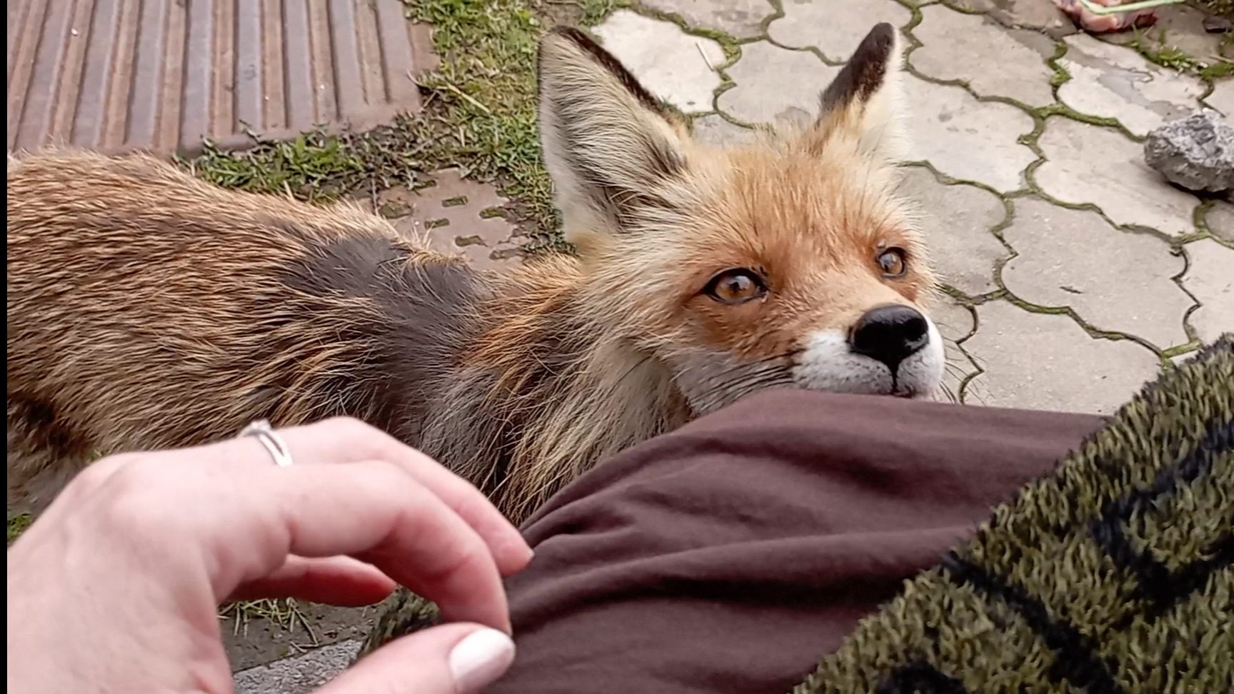 (1004) Лиса приходит в гости. Апрель 2025 смотреть онлайн