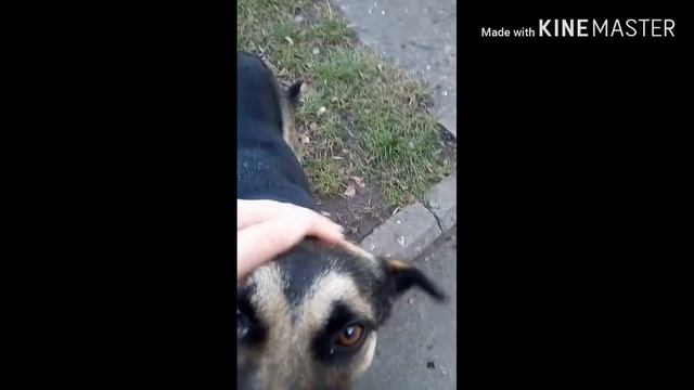 Покормил собачку смотреть онлайн