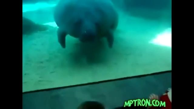 Нос сигналет ПРИКОЛ смотреть онлайн