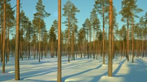 Снимай штаны! приказал 75-летнему деду смотрящий в камере и начал. А утром вся тюрьма вздрогнула...