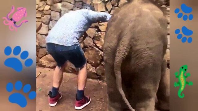 Прикол. Поджопник слона 2020 Funny. Elephant firecracker смотреть онлайн