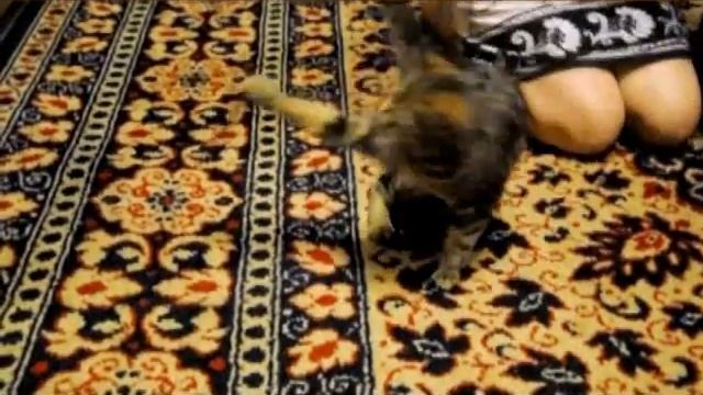 Кошка и стакан))) смотреть онлайн