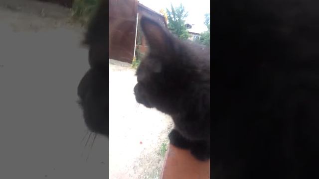Прикольный котенок смотреть онлайн
