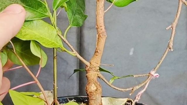 √5  Бенджамин3