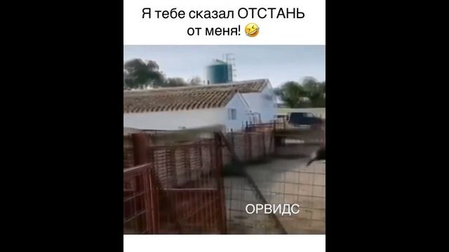 💥ГРОГУ | ЛУЧШИЕ ПРИКОЛЫ # 62 смотреть онлайн
