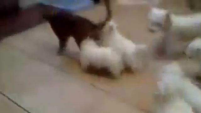 Барбузяка, Смешно, видео про кошек, прикольная, смешной и прикольный котенок смотреть онлайн