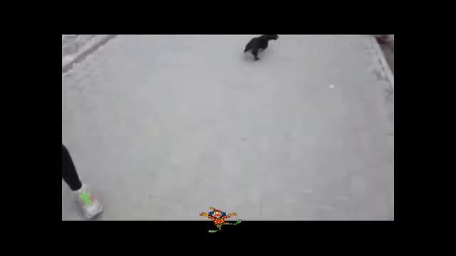 Прикольные животные ПОЗИТИВ смотреть онлайн
