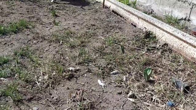 Меняем зимнюю лопату на летнюю, утепляем, чистим,выкорчёвываем...Работа кипит#жизньвдеревне смотреть онлайн