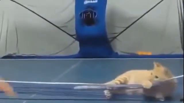 Прикольные видео про кошек. Смешная подборка смотреть онлайн