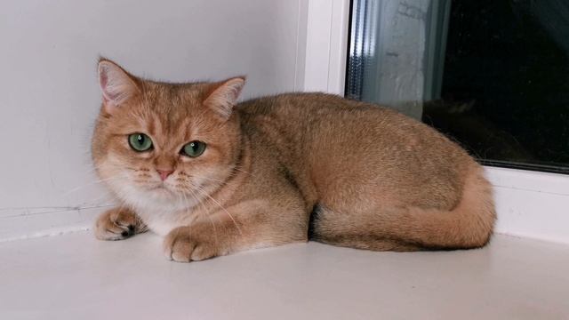 Only Russo Astrid 🎄🎄🎄.mp4