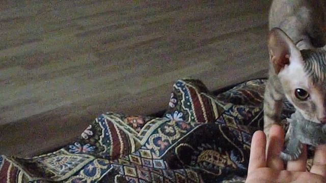 Видео-прикол с животными: "Ату, Васька: принеси мышку!" смотреть онлайн