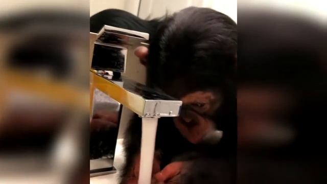 Смешные собаки ВИДЕО ПРИКОЛЫ Смешные кошки Смешное видео для отдыха Калейдоскоп за 21 06 2018