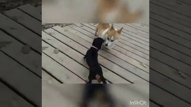 Кадры из жизни Нюши # смешные таксы. смотреть онлайн