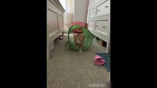 Милые кошки и забавные коты № 8| Прикольные коты | Смешные коты | Видео с котами смотреть онлайн