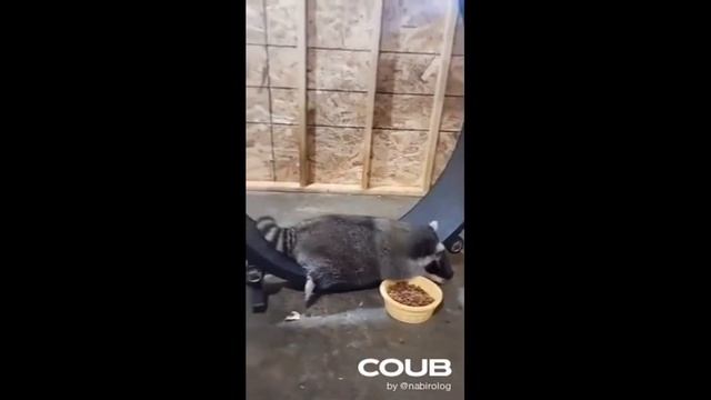 Coub Best 2024 / Куб 2024