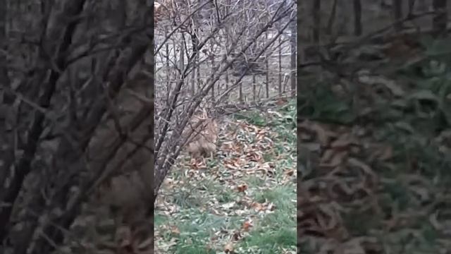 Мой шпиц Ева и первый снег