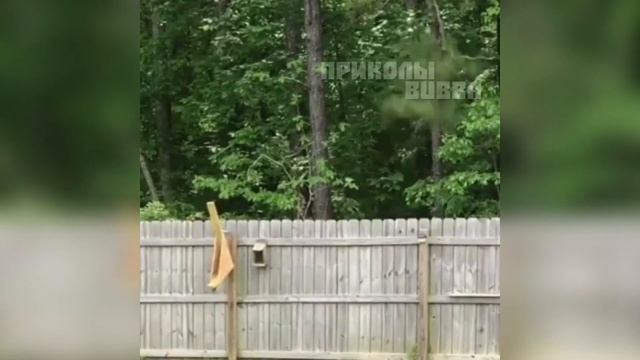 🏅 Летающая Белка ↓↓↓ приколы 2020 смотреть онлайн