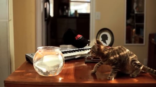 Кот Джедай | Cat jedi [Лучшее из Лучших] смотреть онлайн