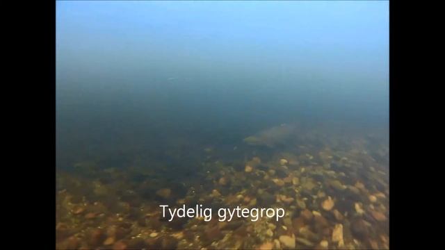 Storlaksgyting på Renna смотреть онлайн