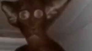 Миша ты что пукнул? (Жмых эффект)