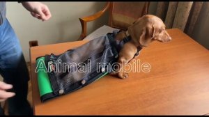 Ползунки (сумка-конверт) для животных