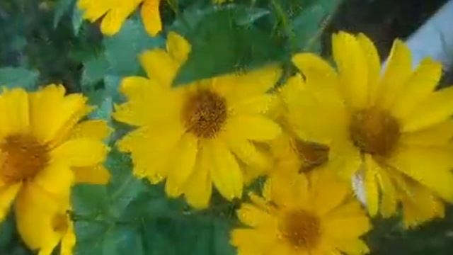 Вальс Цветов ~ Waltz of flowers смотреть онлайн