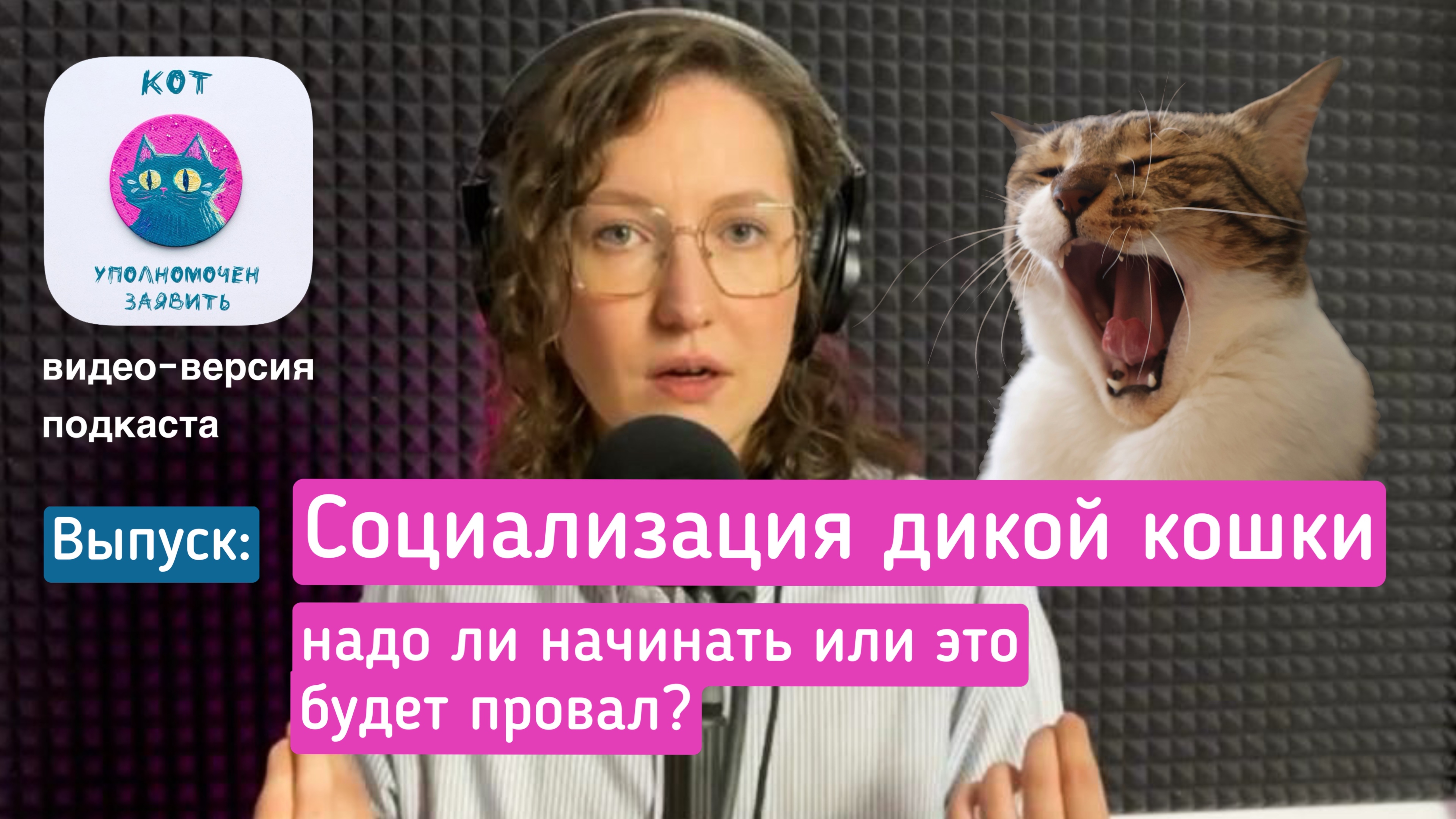 Социализация дикой кошки, надо ли начинать или это будет провал? смотреть онлайн