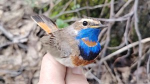 Ловля варакушек