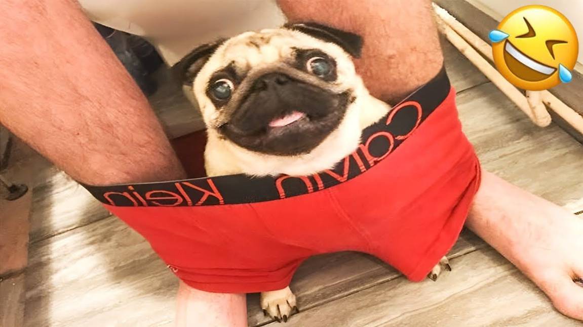 Если Ты засмеешься, ты проиграешь 🤣 Самые смешные собаки и кошки 😹🐶 смотреть онлайн