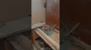 Голуби якобины якобинец якобинцы Pigeons Pigeon 24 июня 2020 г.