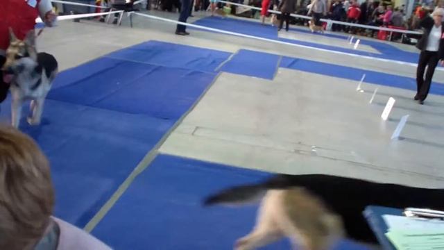 Больше статей и видео на allbestdog.ru смотреть онлайн