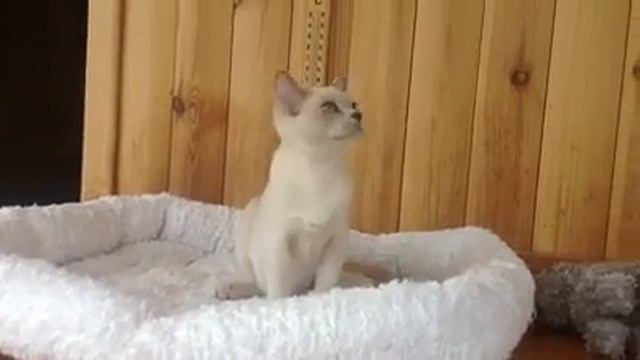 Видео Бурма Алдис - Aldis Yvetta смотреть онлайн