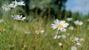 ФУТАЖ РОМАШКИ.ФУТАЖИ И  ФОНЫ ДЛЯ  ВИДЕОМОНТАЖА.футажи для видеомонтажа hd