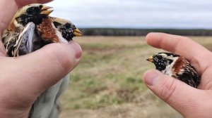 Ловля птиц (лапландские подорожники)