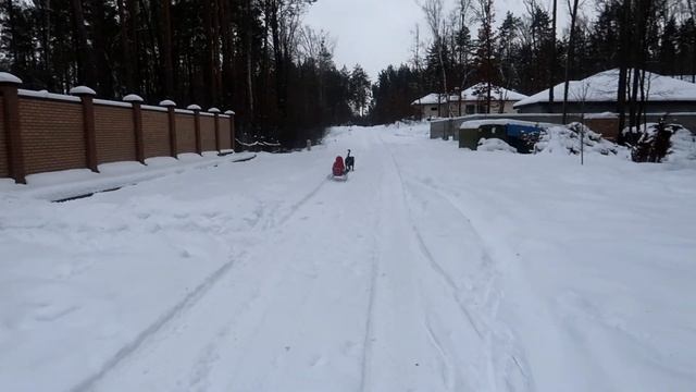 Приколы с собаками. Счастливая упряжка Ротвейлер. Rottweiler.
