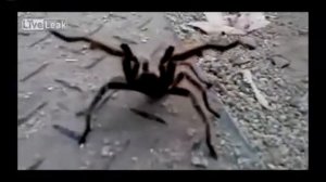 Как паук защищается