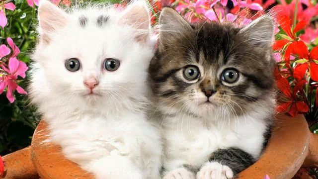 Музыка из рекламы. Действительно легкая музыка. Вы... смотреть онлайн