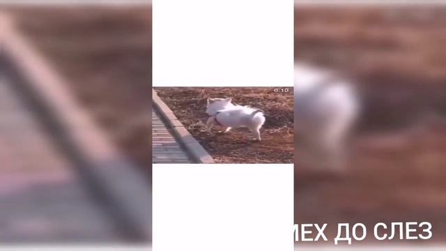 ПРИКОЛЫ 2021 - ЛУЧШИЕ ПРИКОЛЫ 2021 МАРТ РЖАКА УГАР ПРИКОЛЮХА #9 смотреть онлайн