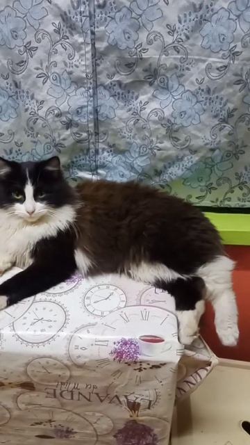 Наглый котик🤣#котики #коты #приколы #кот #котырулят #домашниеживотные #домашниелюбимцы смотреть онлайн