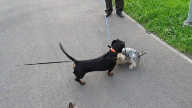 Njusja Fanja Meggi Встреча с таксой смотреть онлайн